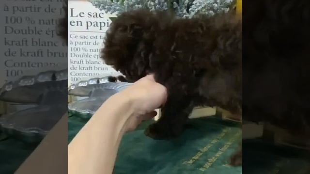 Тэдди пудель микро девочка Китти смотреть онлайн