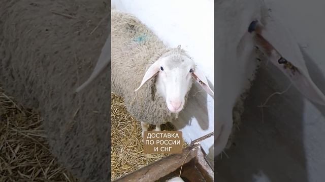 Овцы породы мериноланд! смотреть онлайн