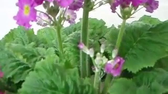 Primula malacoides смотреть онлайн