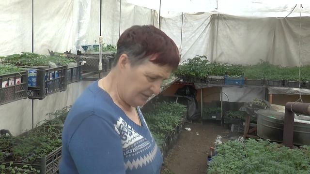 Татьяна Коткова помидор үстерергә ярата смотреть онлайн