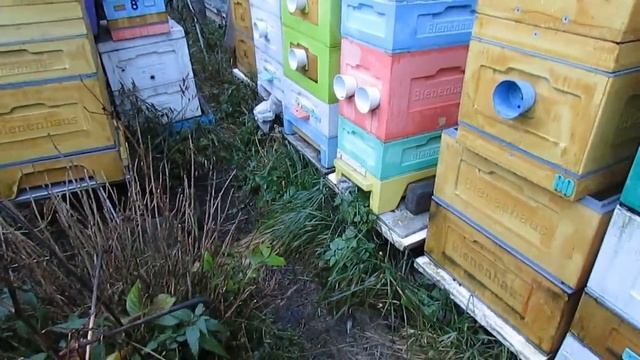 ответы на вопросы - все семьи пчел в октябре спокойные, а одна очень злая, в чем причина смотреть онлайн