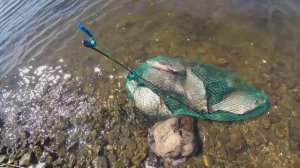 Это САЛО РАБОТАЕТ на ЛЕЩА! Рыбалка на донки телескоп!