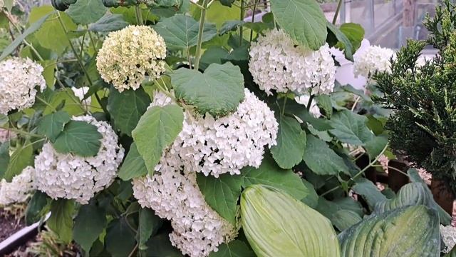 Сделайте ЭТО с розами сразу после цветения !! смотреть онлайн