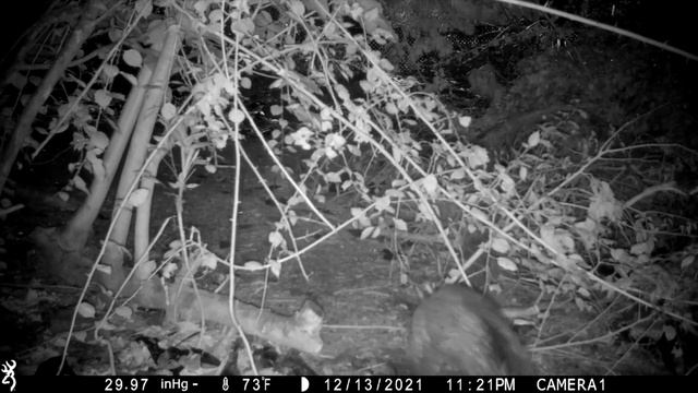 Wild Boar Everywhere! Trail Camera Pickup #1 смотреть онлайн