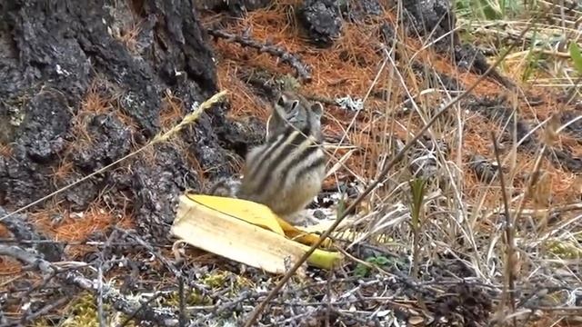Прожорливый бурундук смотреть онлайн