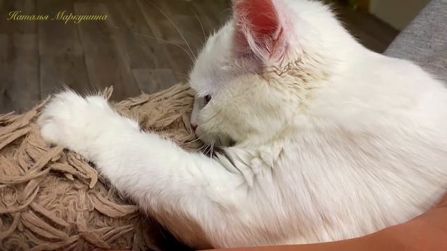 #СТРОЙКА часть 15 || установили ОТКОСЫ НА ОКНА, МЕЖКОМНАТНЫЕ ДВЕРИ МОЕЙ МЕЧТЫ? смотреть онлайн