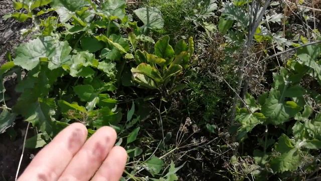 О САЖЕНЦАХ привезенных и районированных. смотреть онлайн