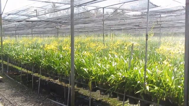 riego de oncidium смотреть онлайн