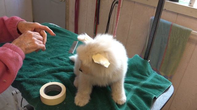 How to Tape Up the Ears on a Puppy смотреть онлайн