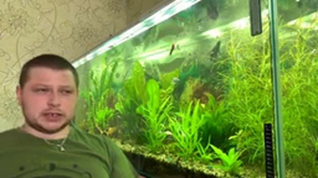 4к! С НАСТУПАЮЩИМ ПРАЗДНИКОМ!!! ОБСЛУЖИВАНИЕ АКВАРИУМА 700л! Фильтрация! Аэрация #СИДИМДОМА! смотреть онлайн