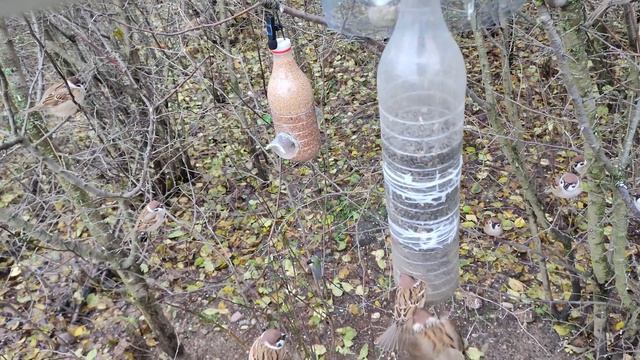Синицы Воробьи Лазоревки Зеленушки Вьюрки на самодельной кормушке в терновнике | 20 октября 2023 г. смотреть онлайн