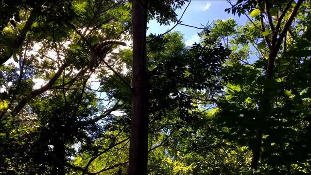 Лемуры Мадагаскара смотреть онлайн