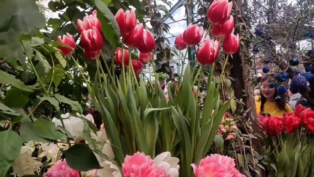 Аптекарский огород выставка 