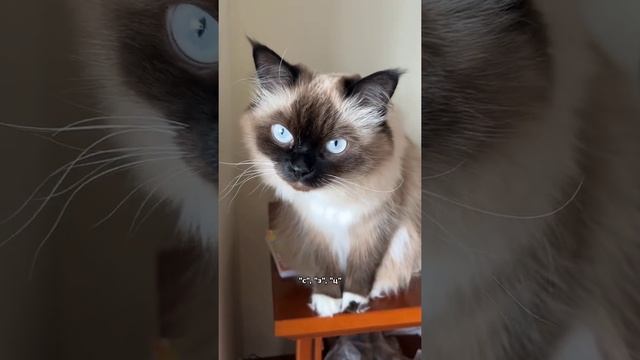 Как выбрать имя для котенка смотреть онлайн