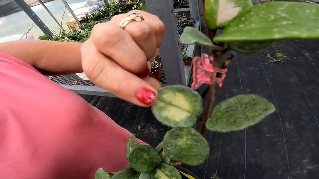 Hoya Carnosa 'Argentea Princess' UPDATE