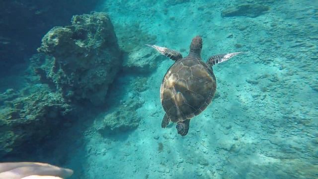 Turtle Bay Cyprus смотреть онлайн