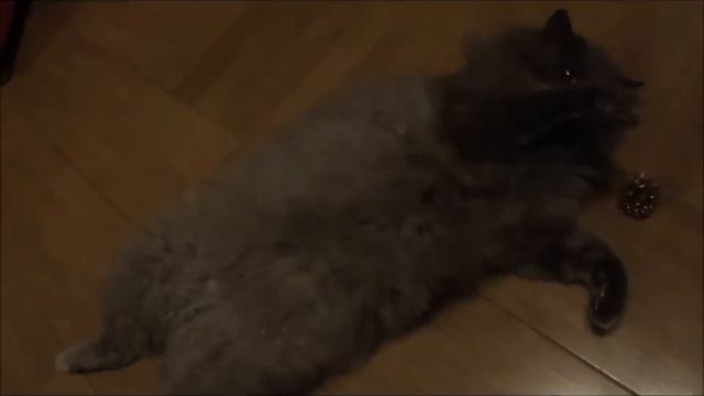ох уж єта обжераловка ; ))) кот балдеет ; ))) смотреть онлайн