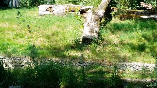 Munich-Мюнхен (9.06.2014) - Hellabrunn Zoo - Мюнхенский зоопарк - Тигр (18) смотреть онлайн