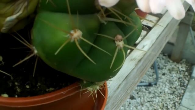 My Gymnocalycium Horstii Cactus in beautiful pink flower 2014 смотреть онлайн