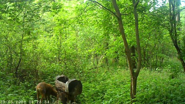 28 мая 2023 г. трофейный самец косули. смотреть онлайн