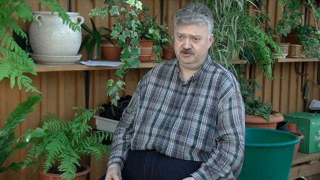 Выращивание астры из семян, часть2. Сажаем  Хризантеллу.