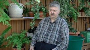 Выращивание астры из семян, часть2. Сажаем  Хризантеллу.