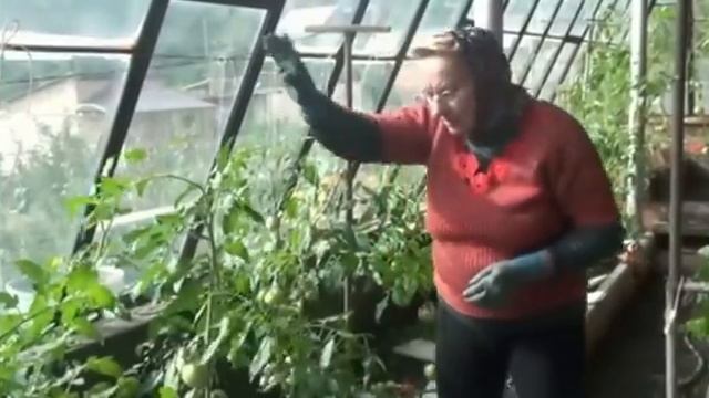 Подвязка высокорослых томатов смотреть онлайн