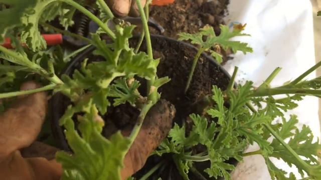 Como reproducir la planta geranio citronela para los mosquitos (Pelargonium citrosum) смотреть онлайн