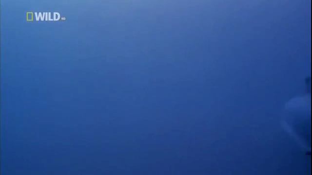 Высшая ступень эволюции - те кто вернулся в воду. Человек ложная ветвь эволюции. смотреть онлайн