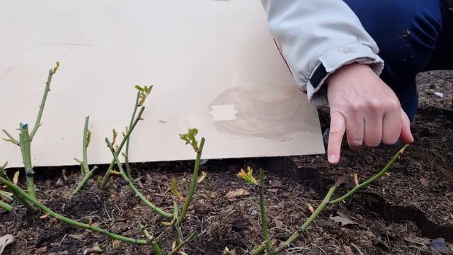 #4 ДАЧНЫЙ ВЛОГ. ВЕСЕННЯЯ ОБРЕЗКА РОЗ. САЖАЕМ ЯБЛОНЮ СЮГИС ДЕСЕРТ. КАК ПРОГНАТЬ БОБРА? смотреть онлайн