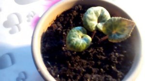 Как вырастить цикламен из семян