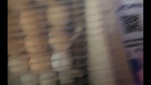 Инкубатор Блиц 72 - Луппер. Нюансы регулировки влажности при инкубации./Incubator Lupper.Humidity.