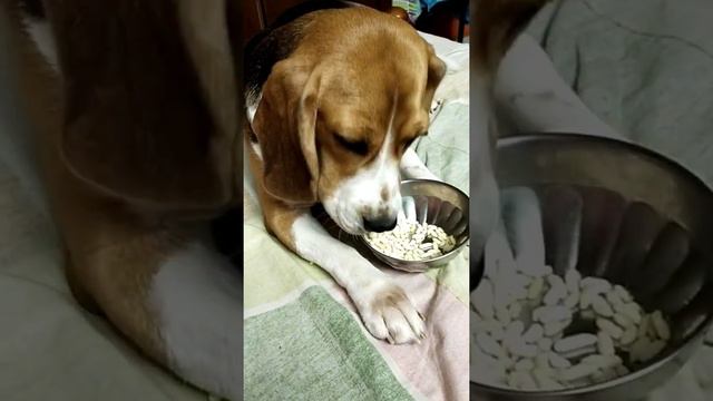 beagle eating смотреть онлайн