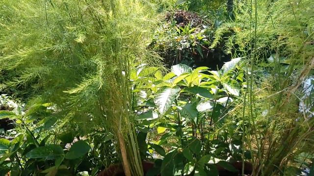 Asparagus Officinalis