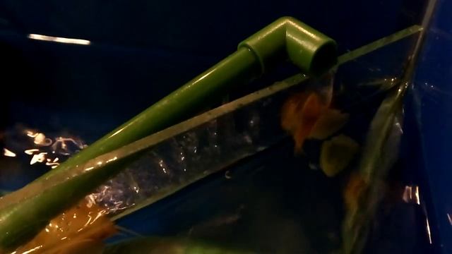 Аквариумный сомик Анциструс. Что же вытворяет прилипала? смотреть онлайн