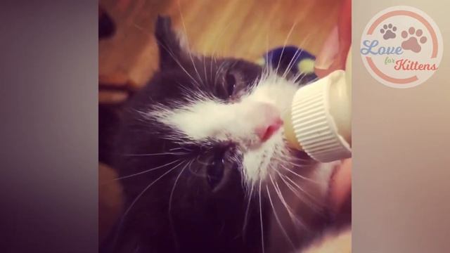 Rescue Tiny Kittens Who Love To Escape And So Adorable After Got Rescue смотреть онлайн