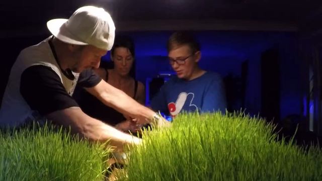 table a partager.....Ces l'heure de la récolte de notre jus herbes de blé смотреть онлайн