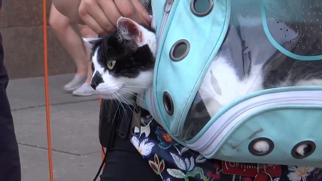 Петербургские коты пробежали по Северной столице смотреть онлайн