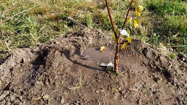 посадка плодовых деревьев 2 смотреть онлайн