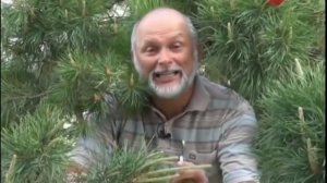 Обрезка, формование хвойных деревьев ч.1