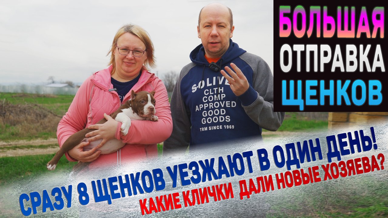 Самая большая отправка щенков в истории питомника! Уезжает 8 щенков одновременно. смотреть онлайн