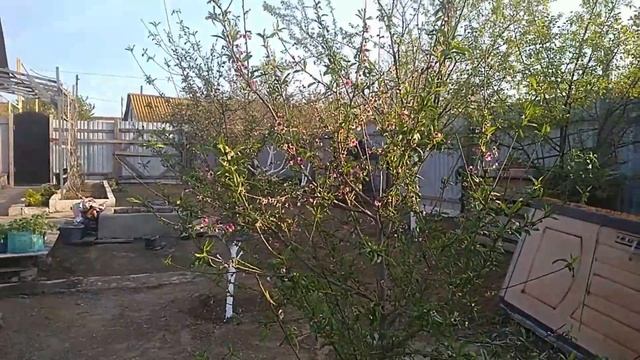 Как заставить персик плодоносить быстрее смотреть онлайн