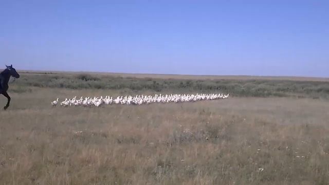 Как правильно пости гусей смотреть онлайн