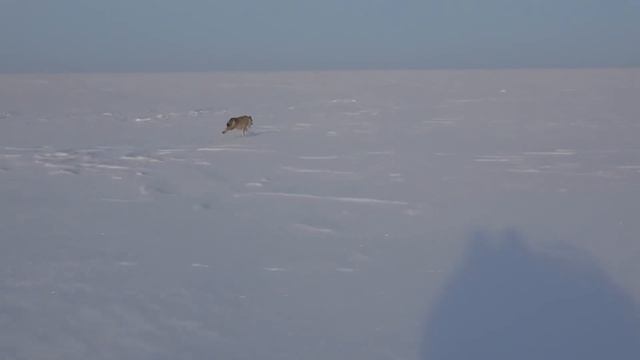 Волки загрызли лошадь! Охота на волка 2022! Hunting Wolves 2022! смотреть онлайн
