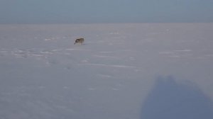 Волки загрызли лошадь! Охота на волка 2022! Hunting Wolves 2022!