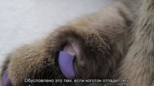 Антицарапки для кошек: как одеть колпачки для когтей и снять их