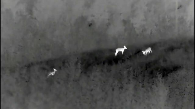 Рысь, Кабан и Косуля на Тепловизор Pulsar Helion (Пульсар Хелион) 2 XQ