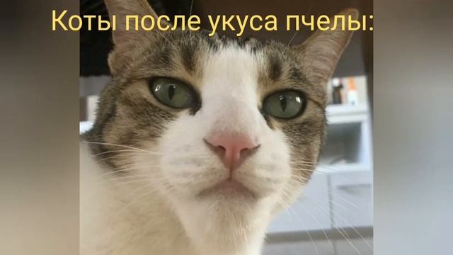 Собаки и коты после укуса пчелы: #укус #рек #хочуврек #котыисобаки
