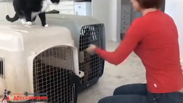 Приучение к клетке (Практика) смотреть онлайн