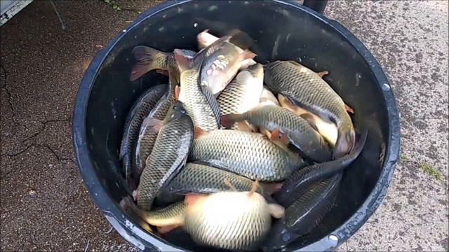 Зарыбление Верхнего пруда, 1100кг. карпа. Клёвое место, лосиный остров смотреть онлайн